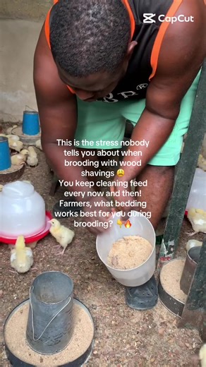 This is the stress nobody tells you about when brooding with wood shavings 😩 You keep cleaning feed every now and then! Farmers, what bedding works best for you during brooding? 👇🔥