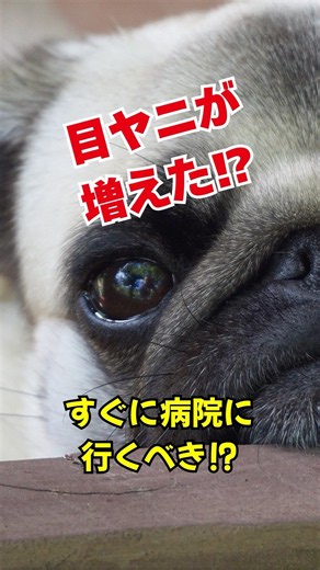 目ヤニ出たらすぐ病院⁉︎＃肺水腫#動物病院 #犬 #犬のいる生活 #かわいい＃僧帽弁閉鎖不全＃雑音＃心臓病＃犬好き＃ペット