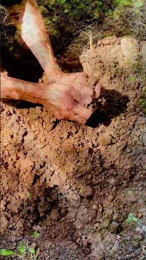Complete Guide to Building a Vegetable Garden at Home #gardeningtips