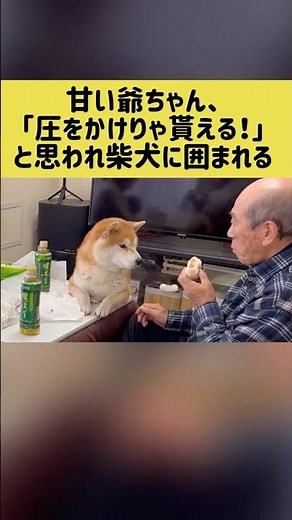 A sweet old man is surrounded by Shiba Inus who think, "If I pressure them, I'll get one!" #Shiba...
