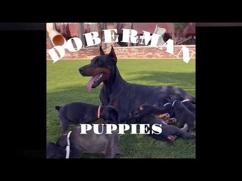 3 week old Doberman Puppies 🐶