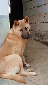 4.5K views · 59 reactions | Dancing dog 藍 #reels | Austin Gabriel | Facebook