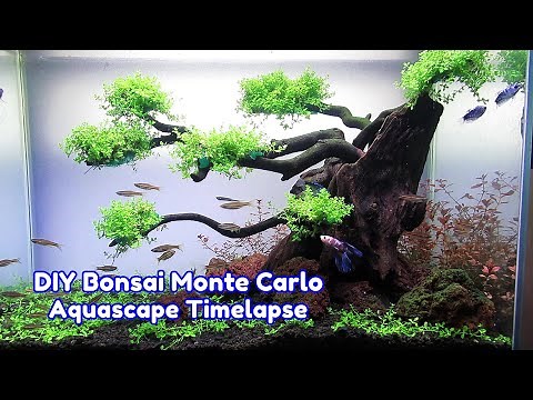 MONTE CARLO Carpet Plant, Planted Aquarium Setup
