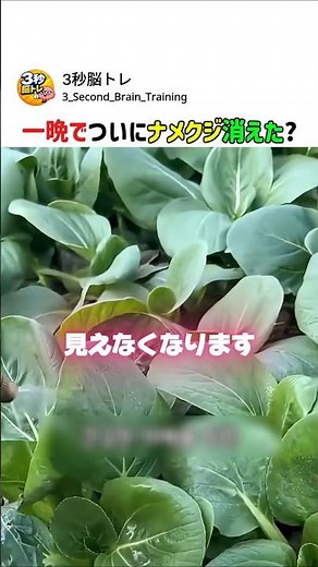 ナメクジなくす３選