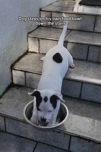 Funny Dog Going Down Stairs Compilation