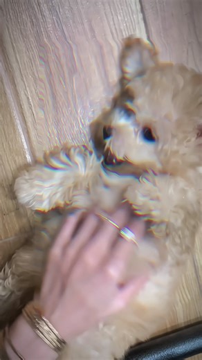 Kệ đi nó con mình mà, xấu tí mẹ chịu được 😂 #caolongmau #poodle #cunyeu #pet