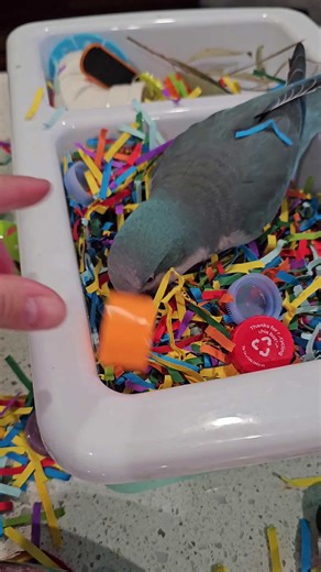 Quaker Parrot is foraging for food in a container of shredded paper!