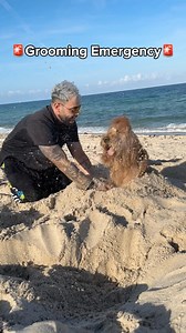 Here’s how we keep Brodie Floofy after a long day at the beach! @floofbybrodie #doggrooming #goldendoodle #fluffydog #tutorial #beachdog | Brodie That Dood