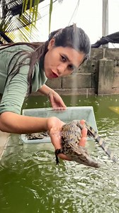 5.6K views · 62 reactions | Release Baby Crocodile to live in pool | Captain Crocodiles | Facebook