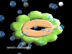Plant "Breathing" Mechanism Discovered
