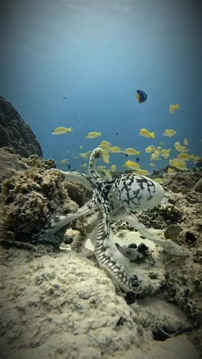 3.3K views · 19 reactions | Octopus trying to slap the fish #fyp #video #viral #viralvideoシ | Spearfishing Unofficial | Facebook