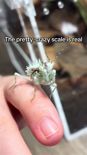 The Pretty-Crazy Scale of the Spiny Flower Mantis