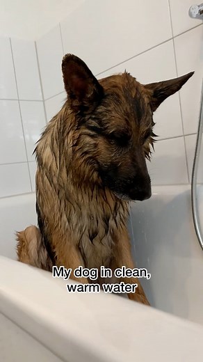 139K views · 4.7K reactions | Baths need to include mud  | Strider The German Shepherd | Facebook