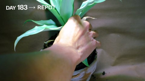 Pineapple growing time lapse part 2 - day 183 to 500