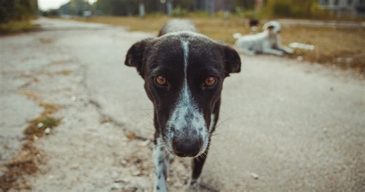 Perritos mutantes; estos son los lomitos de Chernóbil y sus características únicas