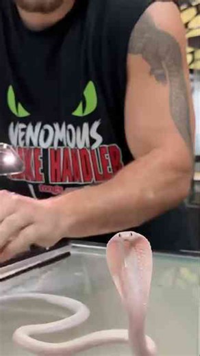 White cobra’s beating heart!