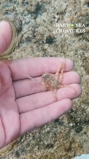 Here are some of the baby sea creatures I've found in the tide pools! 🐠 #hawaii