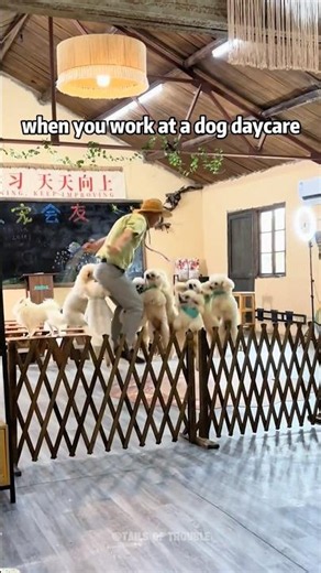 Clocking In for the Cutest Chaos Ever 🐶😂#dogs #dogdaycare #funnydogs #doglife #animalvideos