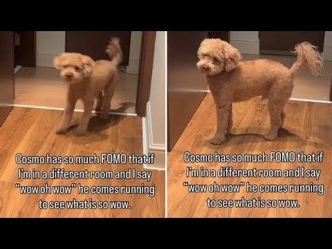Dog FOMO Alert! Cosmo the Toy Poodle’s Hilarious Sprint Goes Viral