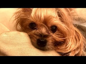Yorkshire Terrier Found Crushed by Fed Ex Package