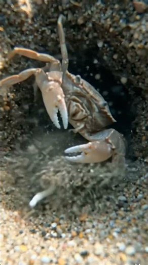 Micro-Camera Experiment on a Sea Crab: Scientific Seafloor Documentation #insects