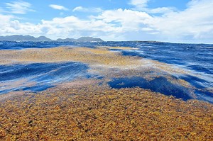 Sargasso Sea, the Windless Sea Surrounded by Algae That Is the Only One in the World Not to Wash the Coast of Any Country