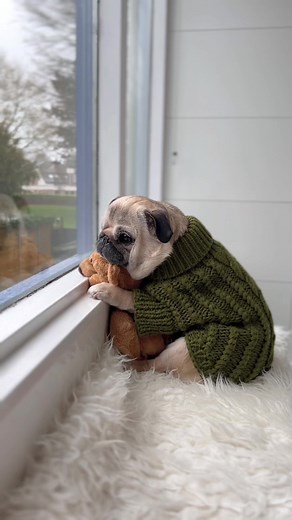 Heartwarming Pug Song for Dog Lovers 🐶🎶