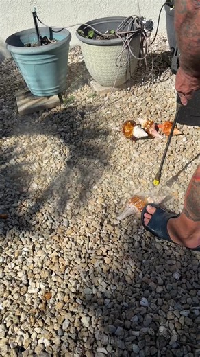 Cleaning some horse conch shells. Decided to up@My game. Works so nicely. Soaked in bleach water for 24 hours. Hit them with pressure washer. Soaking again. Will hit again if needed. #worksmarternotharder #seashells #horseconch #diy #pressurewashing