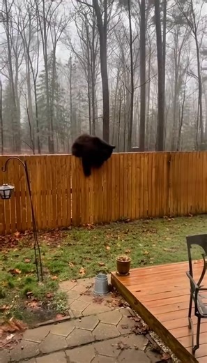 #animals #cats #catdefense #animalworld #petsmart | The History Oracle