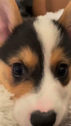 🐶 紀錄柯基犬生活點滴_2051🐾Recording the life of Corgis #shorts #corgis #corgiworld #corgilovers #corgipuppy