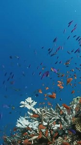 Colorful Fish Swimming Ocean Fish Different Stock Footage Video (100% Royalty-free) 3547903247 | Shutterstock