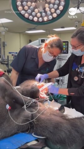 Silverback gorilla gets wellness check at Disney's Animal Kingdom