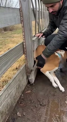 Dog rescued video #animals #rescueefforts #funny #dog