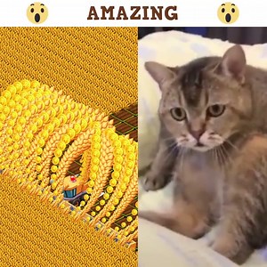 9.6K views · 168 reactions | Would you be able to harvest like that?...