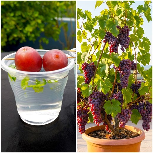 Using water for growing grape plant at home | Tips & tricks in this video | DIY IndoorGarden