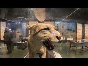 Museum of Science BOSTON 4k walking tour, animals, planets, nature, fun stuff💥🌎