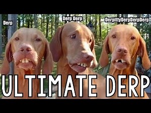 Ultimate Derp Compilation