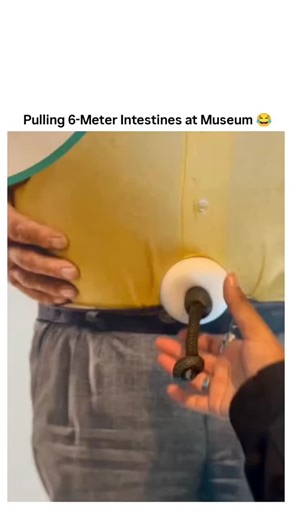 Science | curiosity | Technology on Instagram: "An autistic user shares a delightfully quirky video from a science museum outing with fellow autistics—highlighting the real perk: free entry! In the clip, they gleefully yank on a realistic model of human intestines (part of an anatomy exhibit), marveling that they're about 6 meters long. The hands-on interaction is pure chaotic joy, complete with casual commentary and a wholesome vibe. Follow-up posts add more photos from the visit, including exh