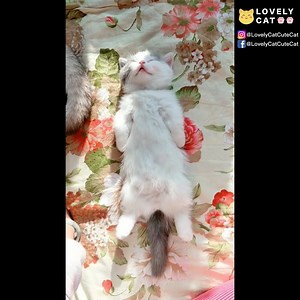 11K views · 216 reactions | funny cats lovely cats cute cats campilation | Lovely Cat | Facebook