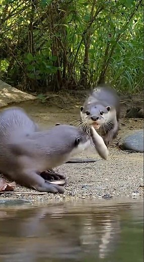 Otters Steal Fish From Each Other!