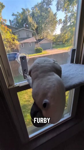 Robin & Furby | #mischevious #furbythebirb | Instagram