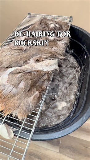 Advanced Tanning Solutions on Instagram: "So easy!! The de-hairing step when making deer buckskin leather. See the full video for the step-by-step process on making deer buckskin on our YouTube channel. #tanningyourhide #buckskinleather #diytanningkit #diytanning"