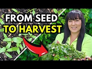 Cilantro Growing Secrets Every Gardener Should Know