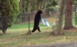Video: Creepy Bipedal Bear Filmed Walking in New Jersey Neighborhood | OutdoorHub