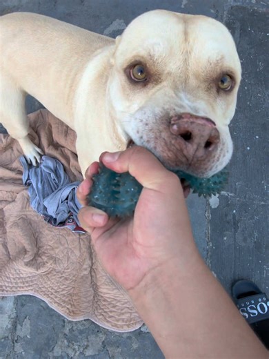 Understanding Pit Bulls: Myths and Facts