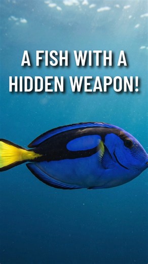 Blue Tang's Hidden Weapon