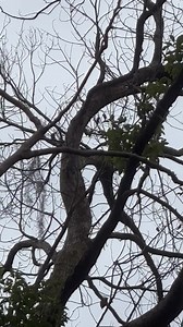 6K views · 502 reactions | Learning to squirrel❤️️ | Secret Squirrel Wildlife Rehabilitation | Facebook