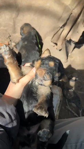 Y esos son sus bebés. Hay que alimentar con mamadera. Si alguien quiere colaborar con alimento para la madre será muy bienvenido!!! | A Pa LosAmigos