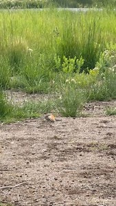 Drama mamas! Killdeer are incredible actors. They will fake a broken wing to distract predators to lure them away from their nests or young. Nature is amazing! #bird #birds #nature #naturalist #Outdoors #wildlife #naturalist | The Nature Educator