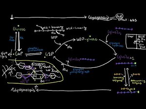 BIOCHEM 41 - Glycogen Metabolism (Glycogenesis, Glycogenolysis)